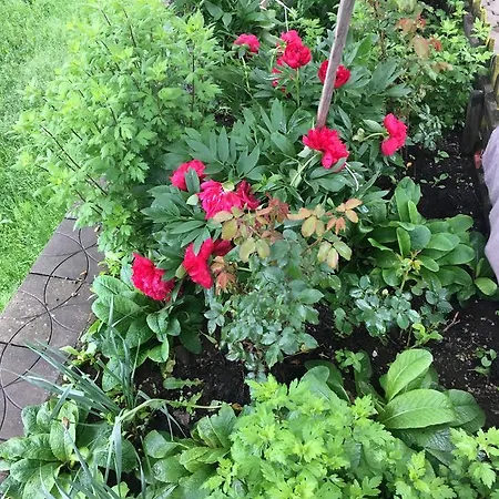 Chalet Brvnare Cirkovic *